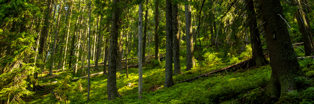 Bois certifié issu de forêts PEFC